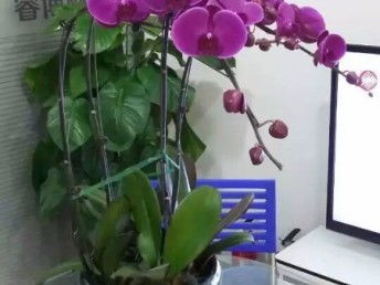 天津花卉綠植 從觀賞到生活，一站式生態(tài)服務(wù)體驗