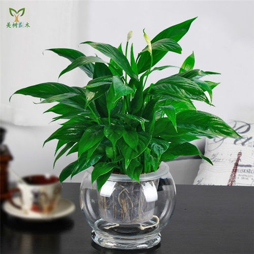 武漢美樹(shù)花木 綠植盆景出租與蔬菜種植的多元化城市生態(tài)解決方案